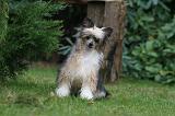 CHIEN NU CHINOIS 241